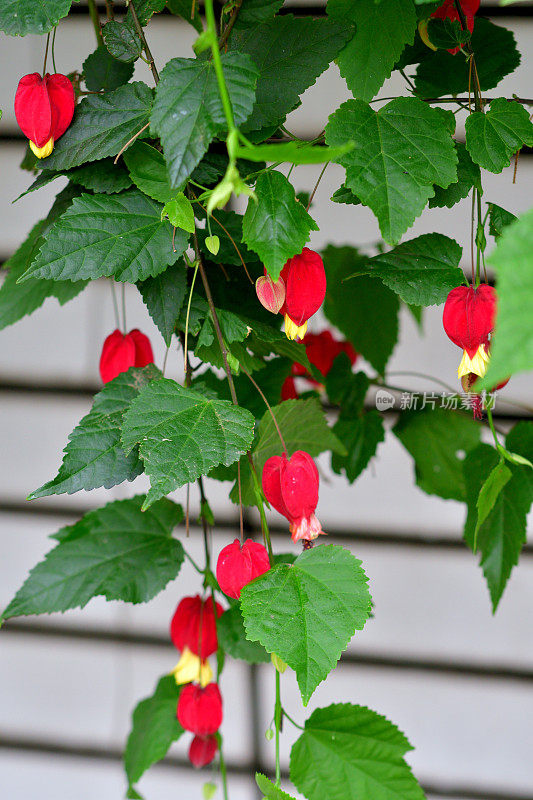 蒂罗尔灯/abutilon megapotamicum 花